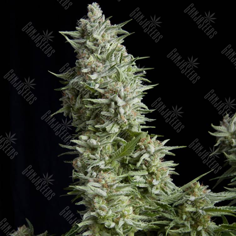 конопля семена сорта заказать Alpujarrena feminised Pyramid Seeds