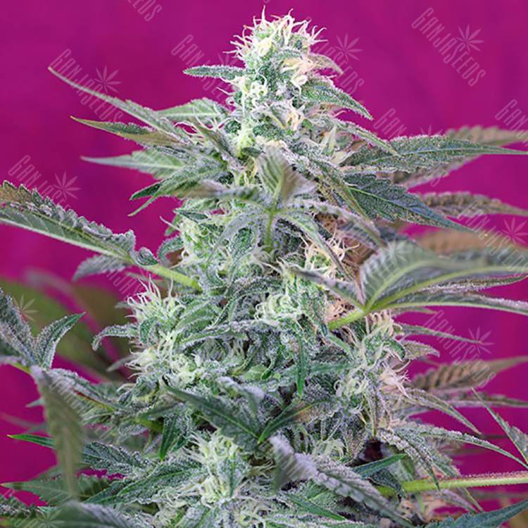 конопля семена сорта заказать Big Foot feminised Sweet Seeds