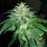 Качественные семена конопли Auto Bubba Kush feminised Ganja Seeds