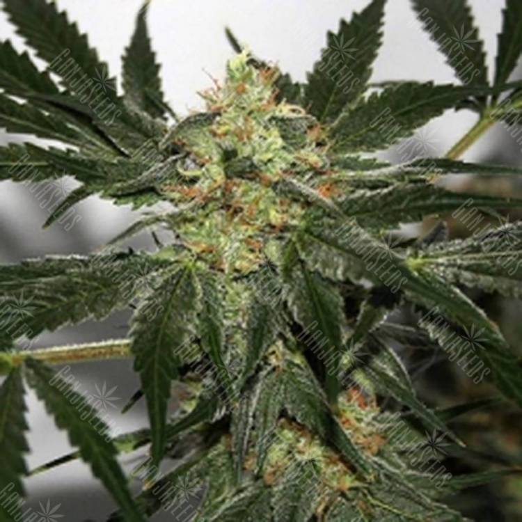 Семена марихуаны Black Domina x Early Skunk feminised Ganja Seeds