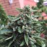 мощные семена конопли Blueberry regular Ganja Seeds