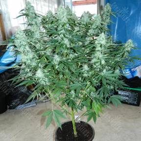 Auto StarRyder feminised Dutch Passion Seeds