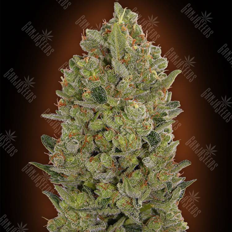 семена конопли почтой 00 Hashchis feminised 00 Seeds