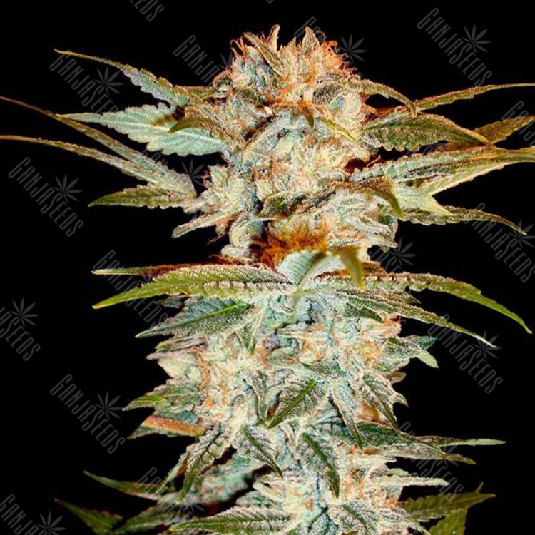 семена конопли в фирменной упаковке Stacked Kush feminised DNA Genetics