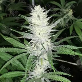 Malasana Cookies feminised Exotic Seed