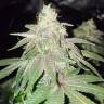 хорошие семена конопли Bubba Kush feminised Humboldt Seeds