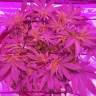 семена конопли Россия Bubba Kush feminised Humboldt Seeds