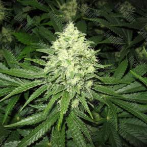 Prozack feminised Medical Seeds