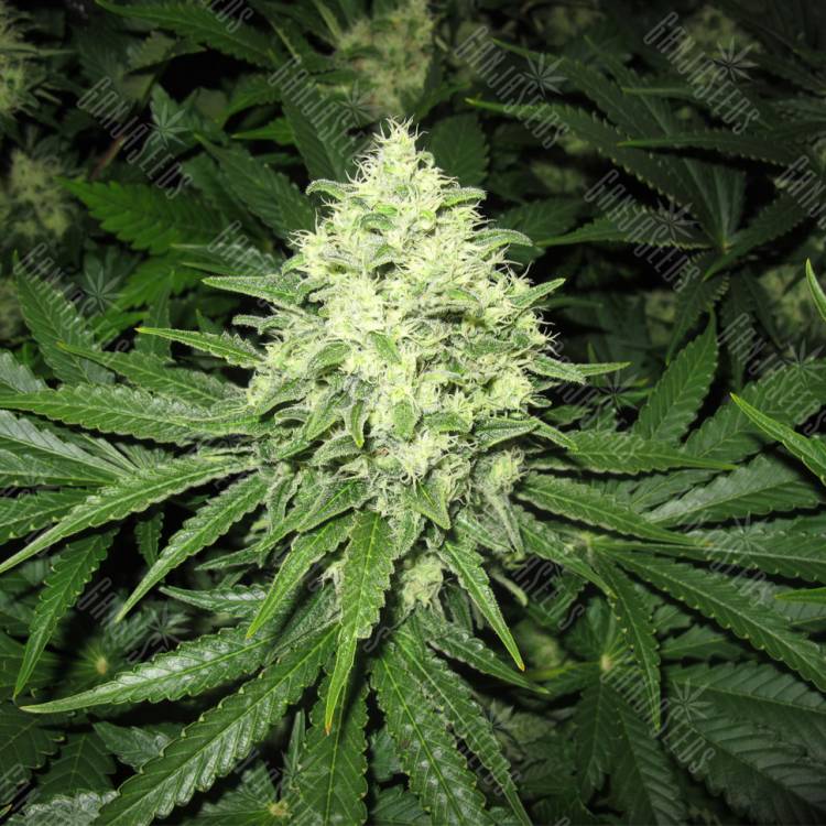 семена индийской конопли Prozack feminised Medical Seeds