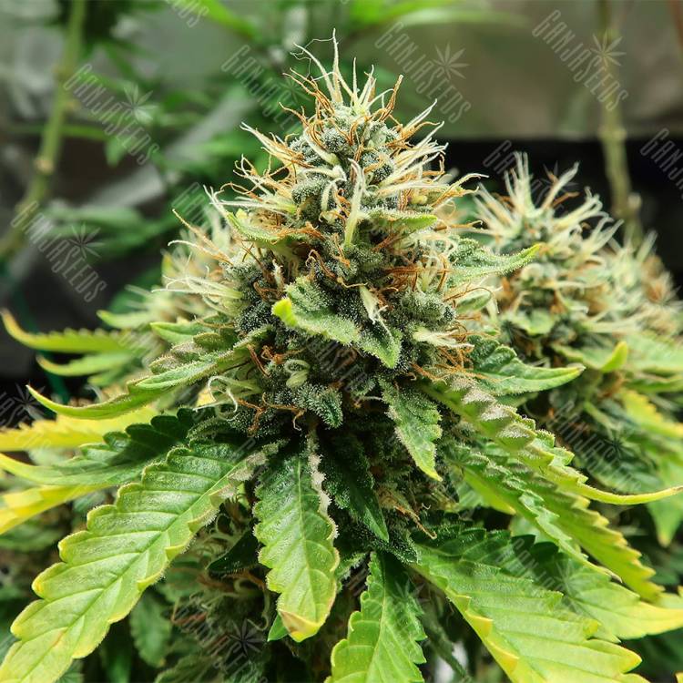 семена конопли для выращивания Acid feminised Paradise Seeds