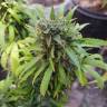 семена культурной конопли купить Anesthesia feminised Pyramid Seeds