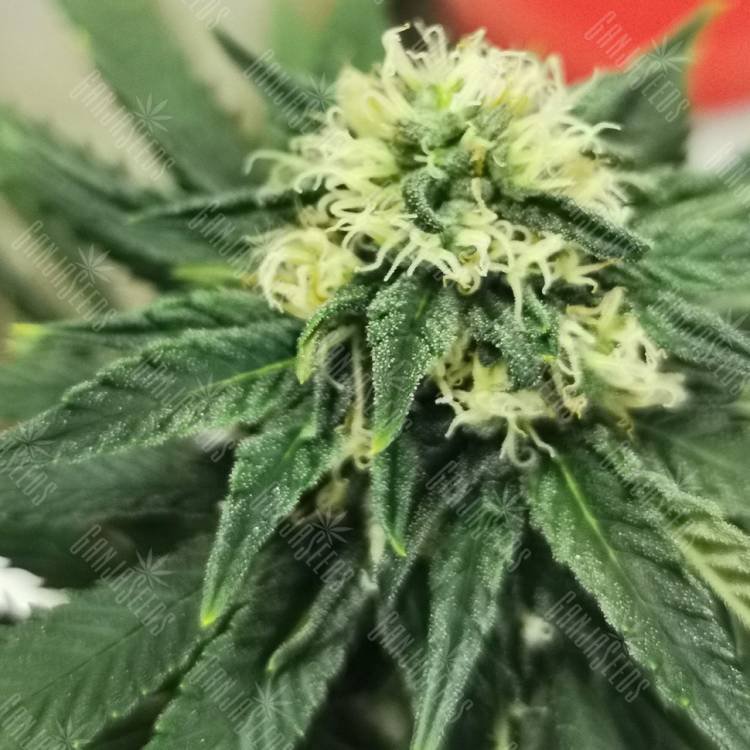 семена конопли Critical feminised Royal Queen