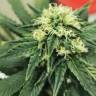 семена конопли Critical feminised Royal Queen