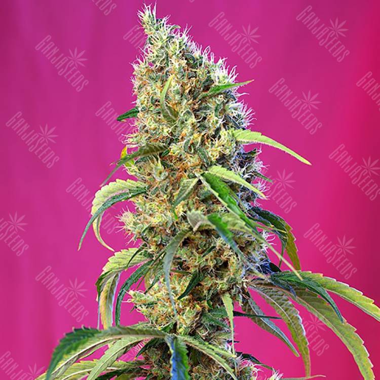 заказ семян конопли Москва Black Jack CBD feminised Sweet Seeds