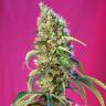 заказ семян конопли Москва Black Jack CBD feminised Sweet Seeds