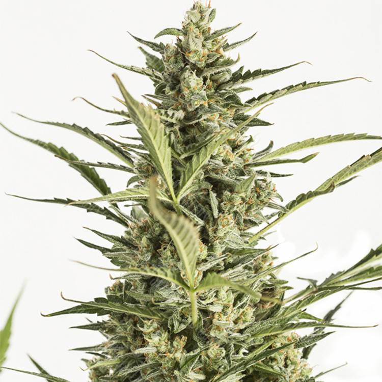 Семена конопли Auto Critical Jack feminised Ganja Seeds