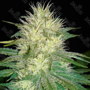 White Russian feminised GanjaLiveSeeds