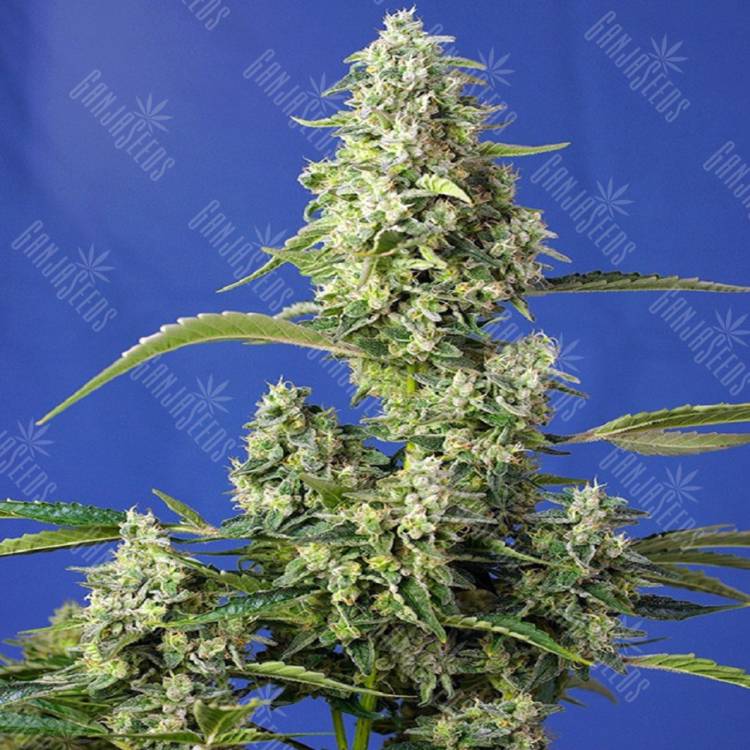 Семена Auto Gorilla Girl XL feminised Ganja Seeds