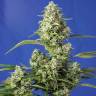 Семена Auto Gorilla Girl XL feminised Ganja Seeds
