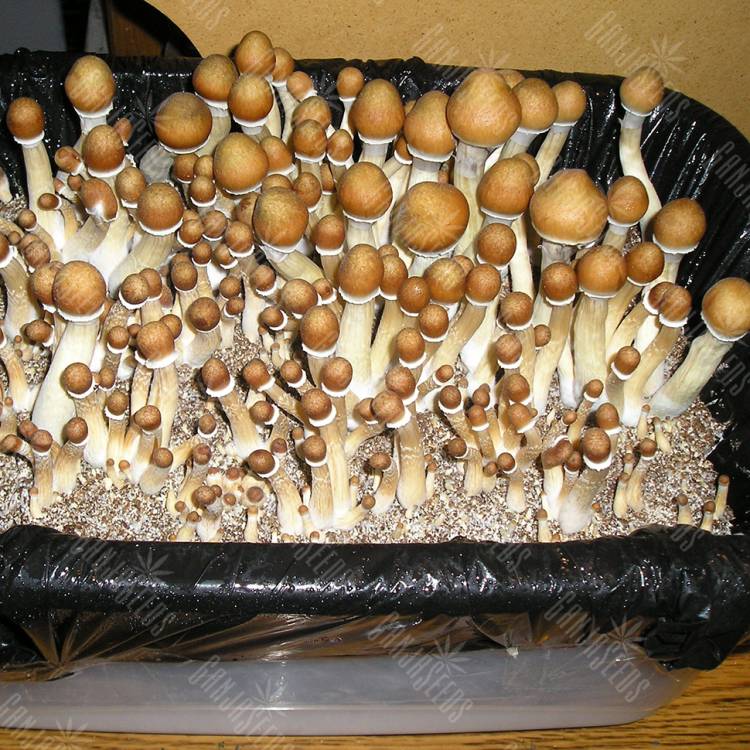 купить отпечатки псилоцибиновых грибов Huatla