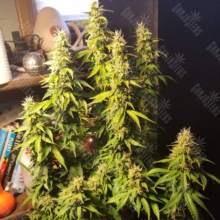 Auto Think Big feminised Dutch Passion Seeds