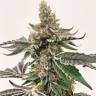 семена конопли Россия Strawberry Lemonade feminised Barneys Farm