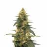заказ семян конопли Москва Strawberry Lemonade feminised Barneys Farm