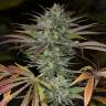семена конопли индика Bubba Kush 2.0 feminised Humboldt Seeds