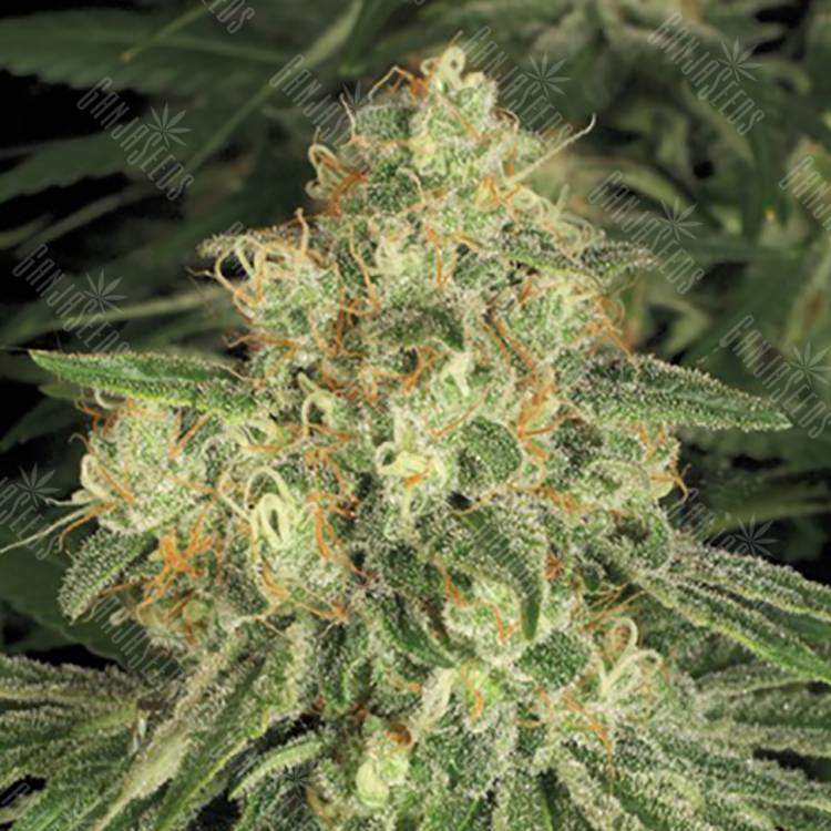 семена конопли гидропоники Allkush feminised Paradise Seeds