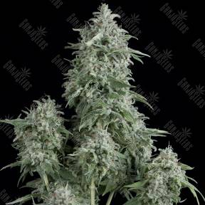 Anubis feminised Pyramid Seeds