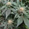 заказать на сайте семена конопли Fruit Spirit feminised Royal Queen