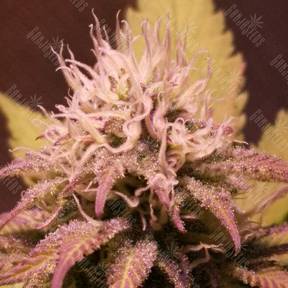 Black Jack F1 Fast Version feminised Sweet Seeds