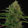 Семена марихуаны Auto Critical Kush feminised Ganja Seeds