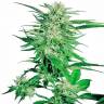 Фотопериодные сорта конопли Big Bud feminised GanjaLiveSeeds