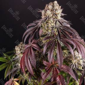 Auto Purple Punch OG XL feminised Ganja Seeds