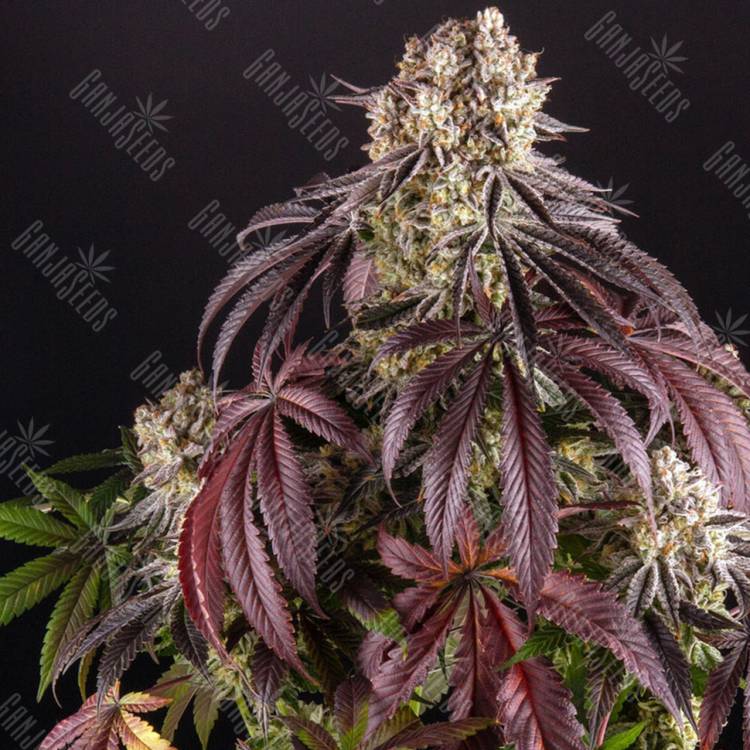 Семена Auto Purple Punch OG XL feminised Ganja Seeds
