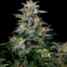 купить семена конопли Auto Lowryder #2 regular