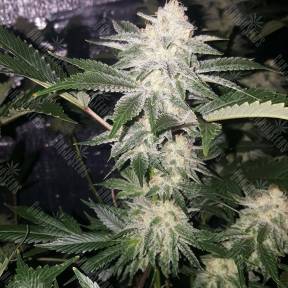 Chemdog feminised Green House Seeds