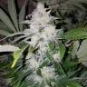 семена конопли для выращивания Chemdog feminised Green House Seeds