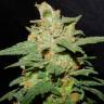 семена конопли элитных сортов Chemdog feminised Green House Seeds