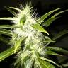 AK 47 feminised Breeders Community Seeds