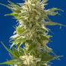 AK 47 feminised Breeders Community Seeds