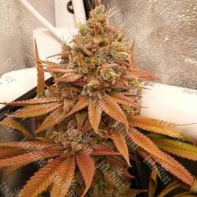 Californian Orange regular Ganja Seeds