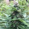 семена конопли марихуаны Auto Moscow Blueberry regular