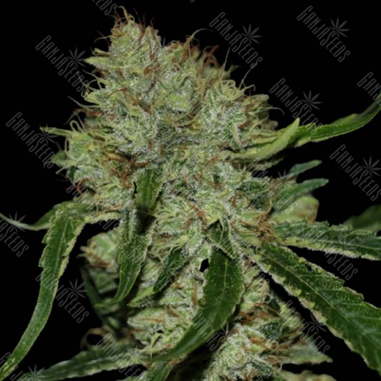 качественные семена конопли Tangilope feminised DNA Genetics