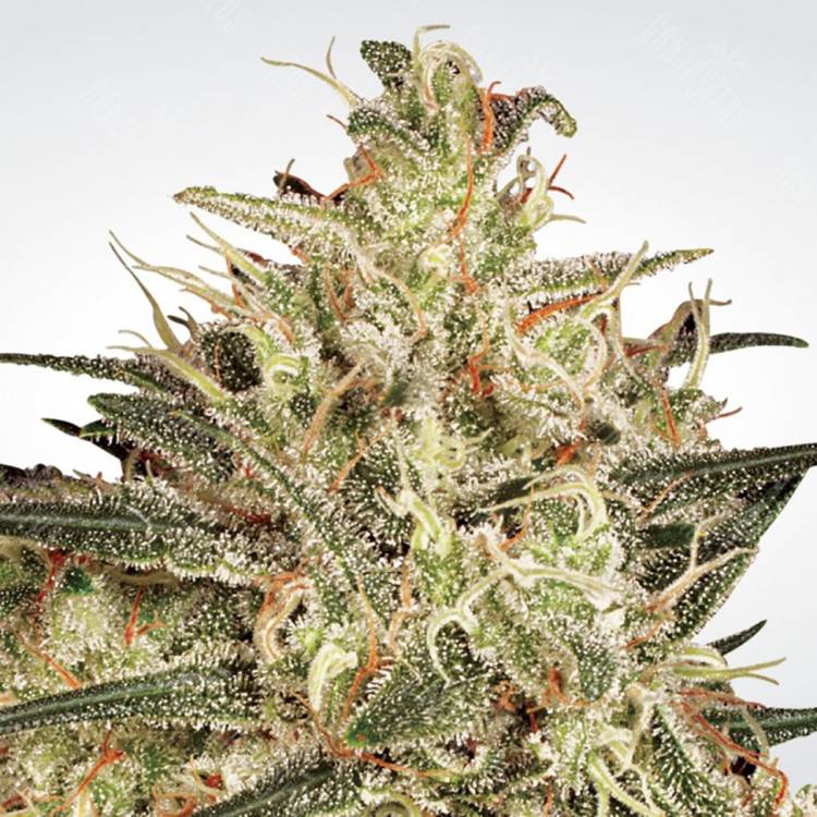 мощные семена конопли Atomical Haze feminised Paradise Seeds