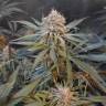 семена конопли для курения Amnesia Gold feminised Pyramid Seeds