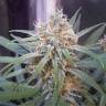 семена конопли для выращивания Amnesia Gold feminised Pyramid Seeds