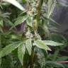 заказ семян конопли Спб Fat Banana feminised Royal Queen
