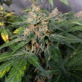 Black Jack feminised Sweet Seeds